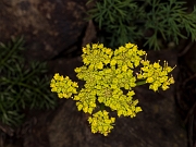 Lomatium grayi 17-2673